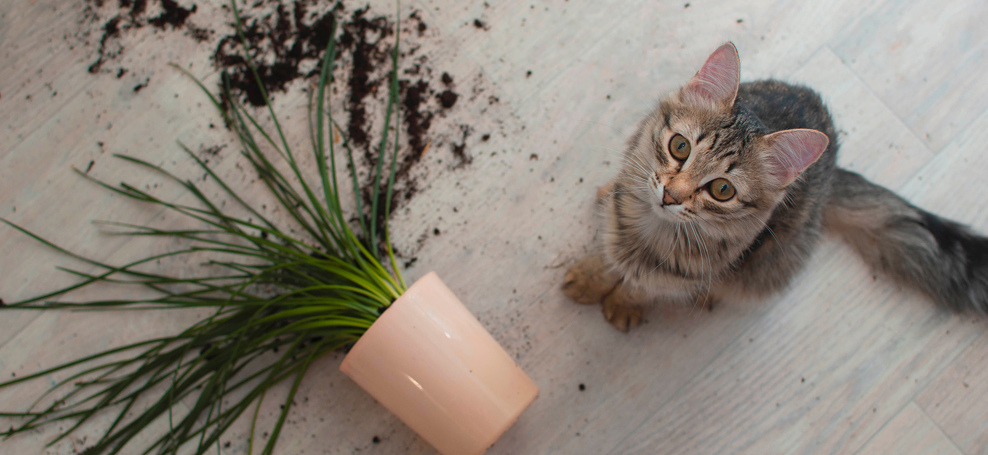¿Los gatos tiran cosas para llamar la atención?